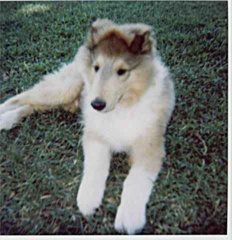Puppies