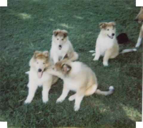 Puppies